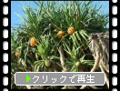 奄美大島の亜熱帯植物「アダン」