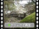 秋月城址の「長屋門」と桜