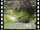 福岡・秋月の川と菜の花