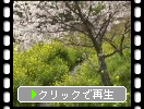 菜の花と桜（福岡・秋月）