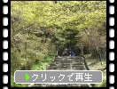 新緑の秋月城址・「垂裕神社」への参道と鳥居