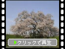 満開の「浅井の一本桜」
