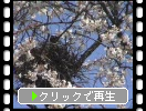 「浅井の一本桜」の春風情