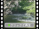 「浅井の一本桜」と池面の花絨毯