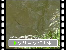 「浅井の一本桜」と池のオタマジャクシ