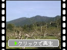 芽吹きの柿畑と耳納連山