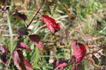 秋の紅葉と枯葉