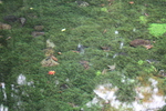 湧水池の水草と落ち葉