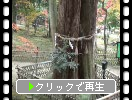 西明寺「千年杉（夫婦杉）」の秋景色