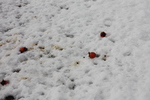 積雪と赤い柿の実