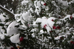 椿と雪