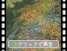 山中温泉の「こおろぎ橋」から見た鶴仙渓の秋景色