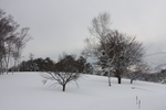 積雪の「白樺の丘」と冬木立
