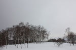 積雪の「白樺の丘」と冬木立