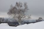 積雪の丘とシラカバの冬木立