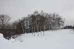 積雪の「白樺の丘」