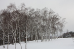 積雪の「白樺の丘」