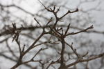 ヒトツバタゴ（別名ナンジャモンジャノキ）の冬木立