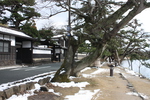 松江の「武家屋敷通り」と黒松の並木
