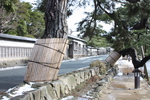 松江の「武家屋敷通り」と黒松の古木