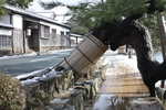 松江の「武家屋敷」と黒松の古木