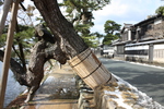 松江の「武家屋敷通り」と松古木