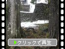 雪の松江城「樹木の支え合う根と樹間の天守閣遠望」
