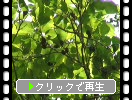 ハンノキの緑葉と実