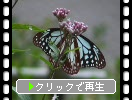 フジバカマと蝶（兵庫・神戸）