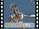 兼六園のキササゲに降る雪(金沢市・兼六園)