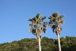青空と椰子の木