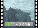 伊良湖岬の岩と海鳥の群れ