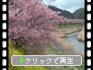 河津桜の並木とナノハナ（静岡・南伊豆）