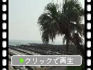 日南海岸「青島」の洗濯岩とビロウ樹の並木