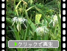 日南海岸「青島」の夏の植物たち