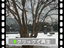 積雪の大宰府政庁跡（都府楼跡）と冬木立ちのトウカエデ