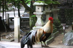 「石上神宮」の尾長鶏