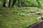 檜皮葺き屋根の苔と蔦