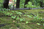檜皮葺き屋根の苔と蔦の若葉