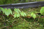 檜皮葺き屋根の苔と蔦の若葉