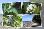 日南「青島」の海岸の植物たち