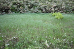 湿原と白い花の「群生