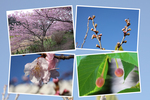 カワヅザクラ（河津桜）の四季