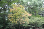 夏緑の金閣寺の森