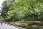 夏の金閣寺「参道横の庭園」