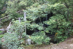 夏の金閣寺「龍門の瀧・鯉魚石」