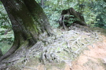 古木の根