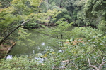 夏緑の金閣寺「安民澤」