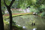 夏緑の金閣寺「鏡湖池」