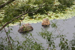 夏の京都・龍安寺「鏡容池・水分石」